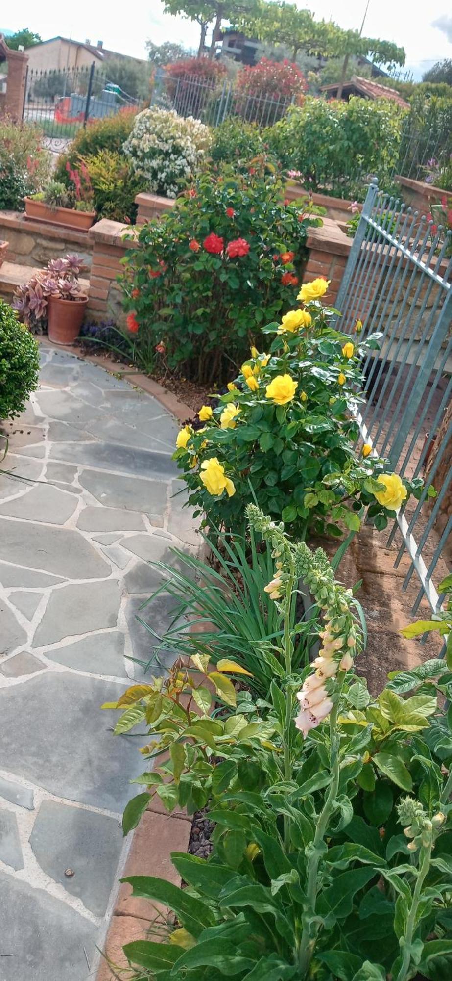 Olivo Bonsai Hotel Passignano sul Trasimeno Luaran gambar